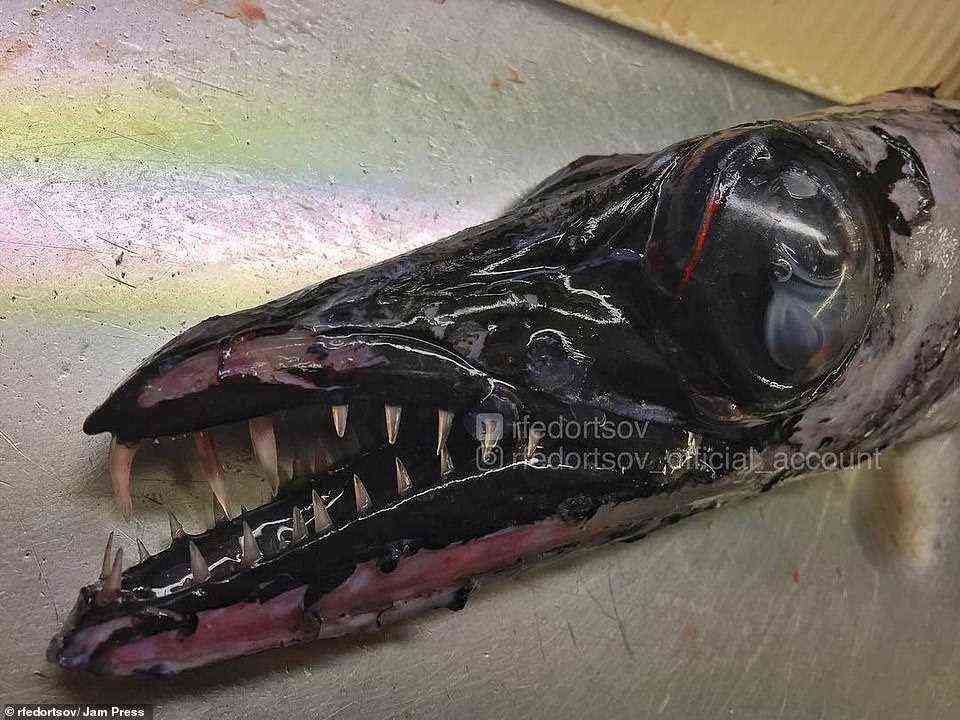Black scabbardfish: This jet-black creature has its mouth open, showing off its impressive set of teeth. Experts describe it as a deep-water predator which sometimes live thousands of feet under the surface