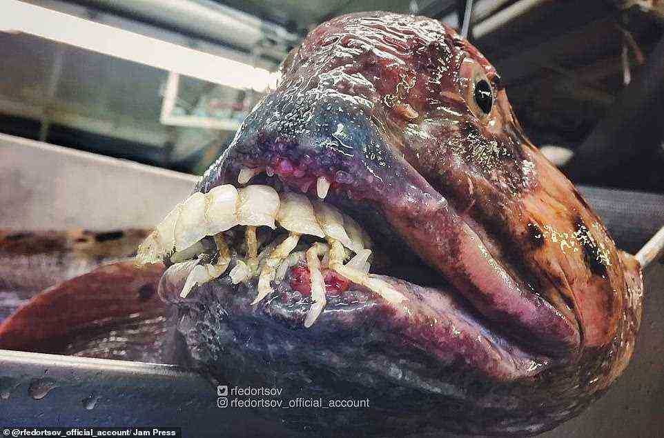 Wolf-fish v isopod: This sea creature was raised to the surface just after it had devoured a much smaller form of aquatic life. Experts describe the Atlantic wolf-fish as a 'fearsome-looking' species which is a rare catch for fishermen