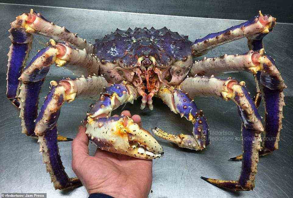 King crab: The photographer almost seems to be shaking hands with this terrifying-looking creature, believed to be a king crab which is one of the largest known crustaceans