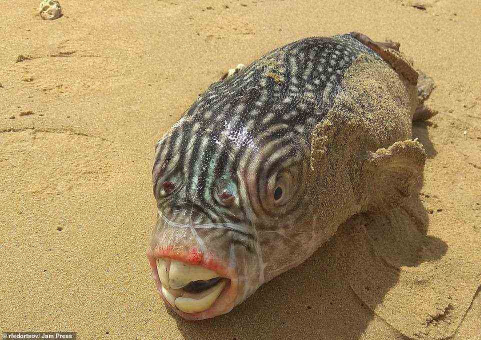 Puffer fish: This toothy specimen is one of a species of aquatic creatures which puff themselves up when threatened. The four large teeth are used to crush their prey
