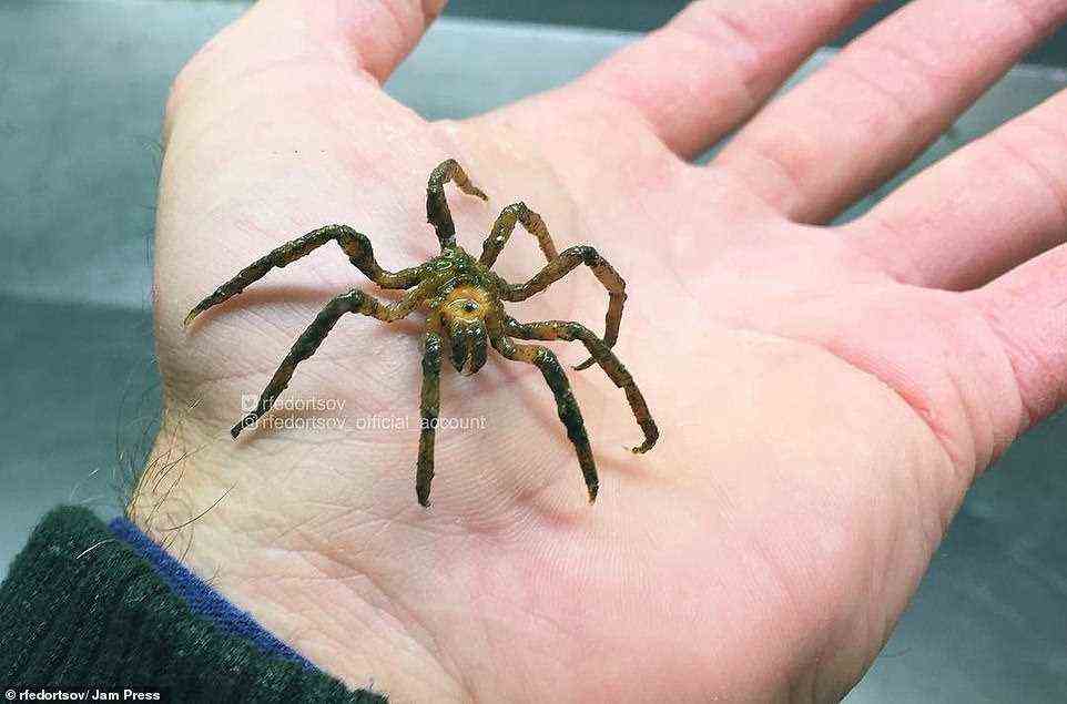 Sea spiders: Creatures such as these walk on the ocean floor on their legs. This one is smaller than the size of a human palm