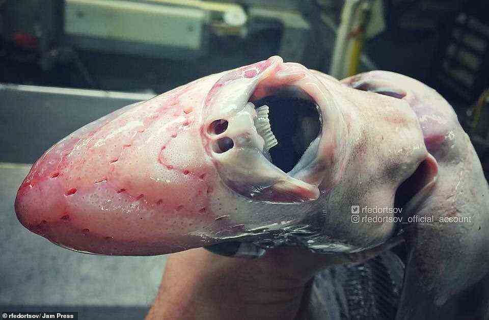 This creature with a domed head seems to have its mouth agape as it is held up for a photo after being raised to the surface