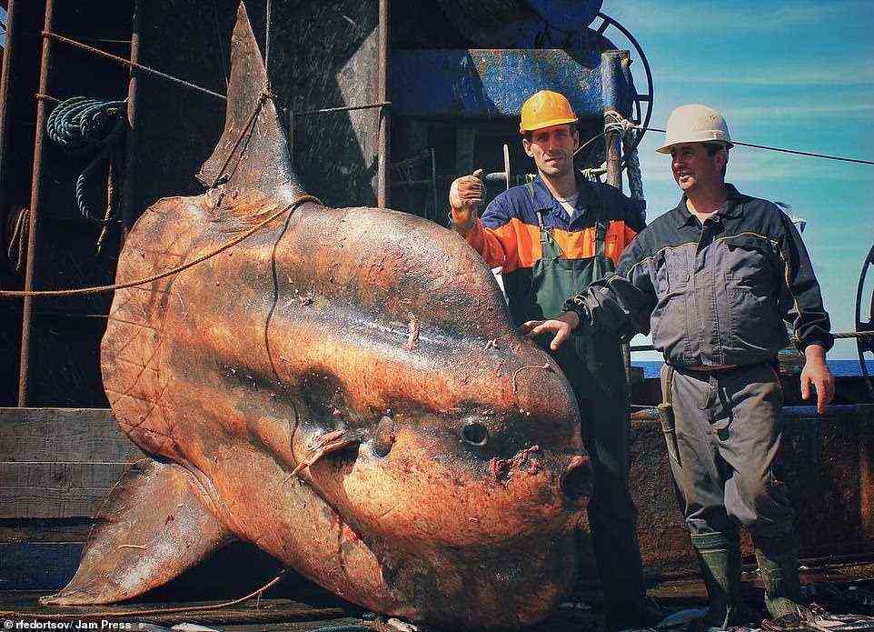 Big boy: This creature - a big sunfish - is one of the larger catches on the trawler where it is pictured with two crew members