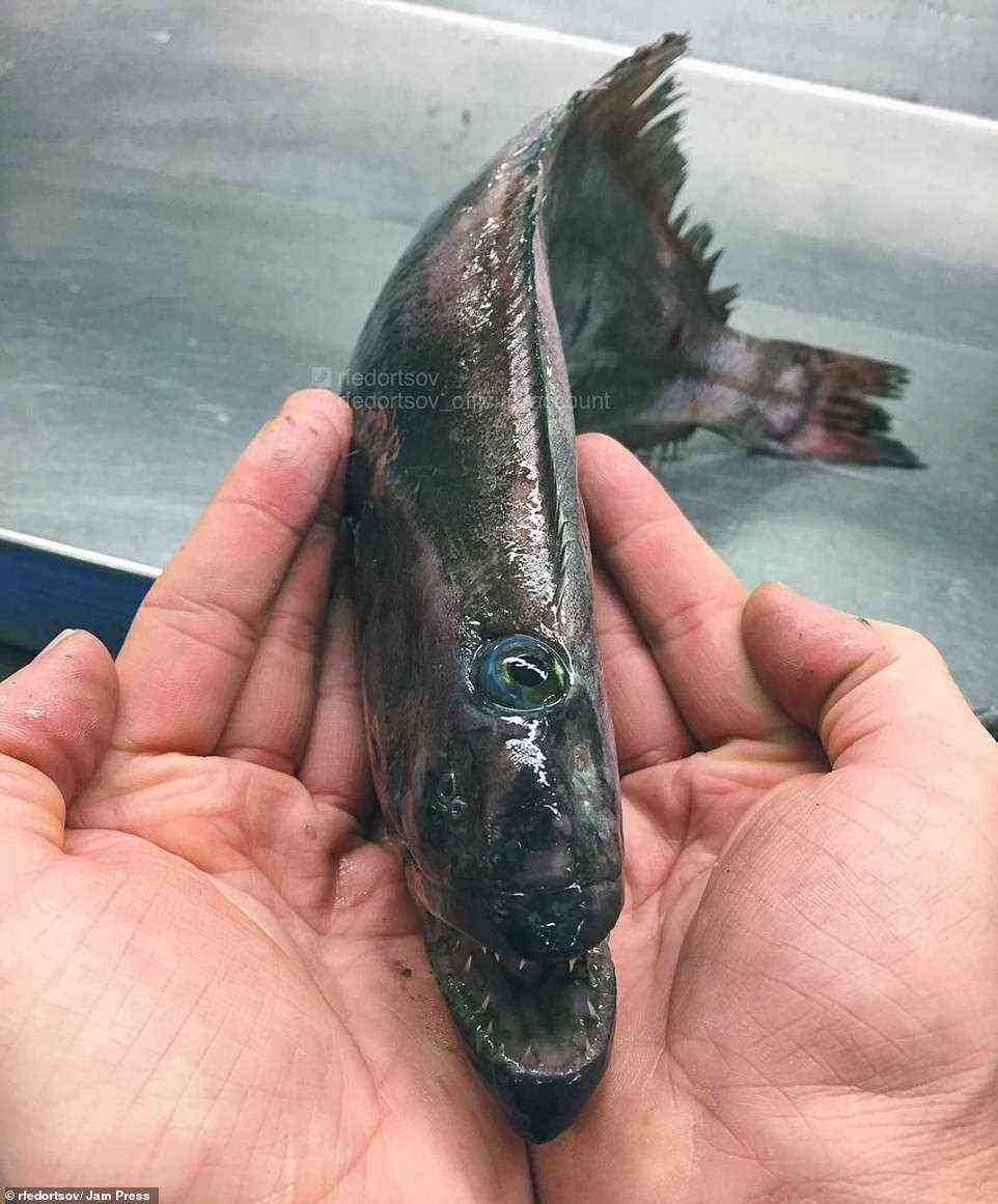 This horrifying unidentified cyclops dragged to the surface by the Russian fisherman may be a species of flatfish