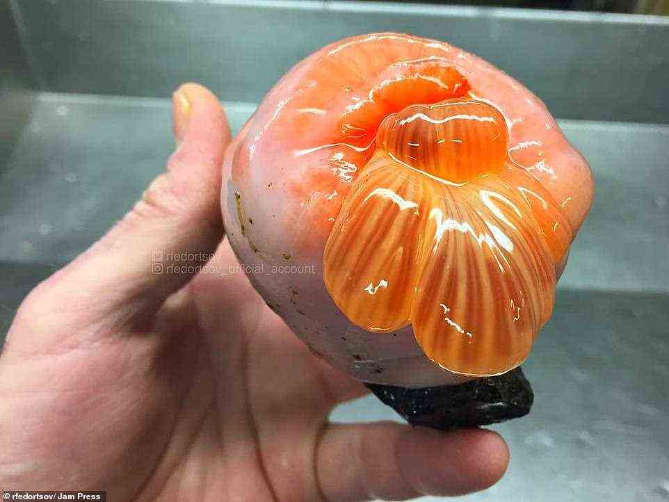An unidentified sea animal, bright orange on top, which was caught in the nets of the Russian trawler from Murmansk