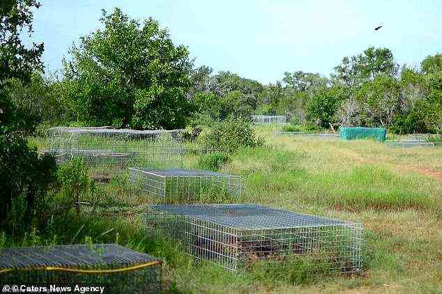 A body farm in the UK would have to be a secure site to prevent predation from animals and keep out the public. Pictured, cages around the Texas State University facility