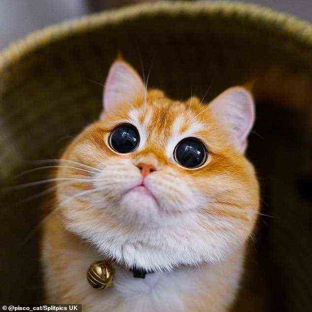 Katze extra süß!  Pisco, abgebildet in einem Instagram-Schnappschuss, hat langsam gelernt, kuschelig zu werden