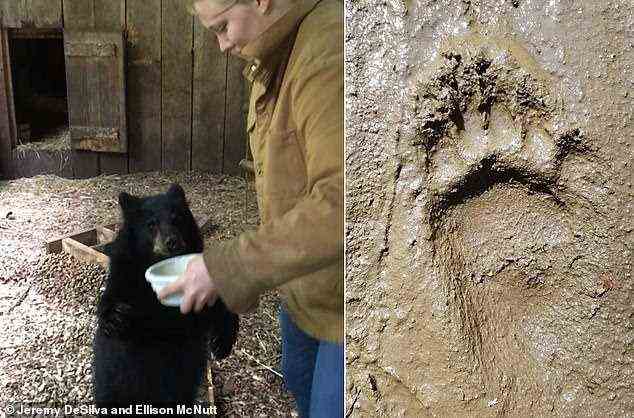 Die Forscher führten auch eine Videoanalyse des Verhaltens wilder amerikanischer Schwarzbären durch (Bild links) und stellten fest, dass das Tier kaum auf den Hinterbeinen läuft.  Sein Fußabdruck ist rechts abgebildet