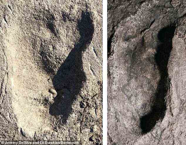 Der Fußabdruck an Standort A (links im Bild) wird neben einem an Standort G (rechts) gezeigt, der nach seiner Entdeckung im Jahr 1978 als der früheste endgültige Beweis für die Zweibeinigkeit bei Homininen gefunden wurde