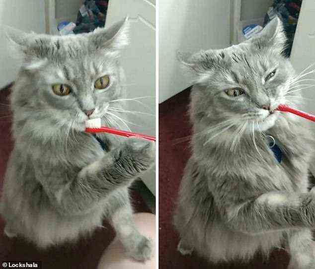 Laut einem Poster liebt ihre Katze das Zähneputzen und wird sogar weinen, wenn ihr Mensch sie nicht für sie putzt