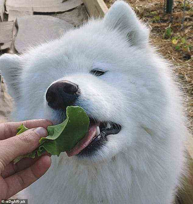 Der hübsche Hund Snoopy liebte Salat und knabberte immer an einem kleinen Stück, wenn jemand um ihn herum ihn aß