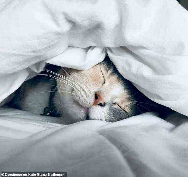 Diese entzückende Katze hat eine ungewöhnliche Schlafgewohnheit - sie besteht darauf, im menschlichen Bett, unter der Decke zu schlafen, und legt sogar seinen kleinen Kopf auf das Kissen