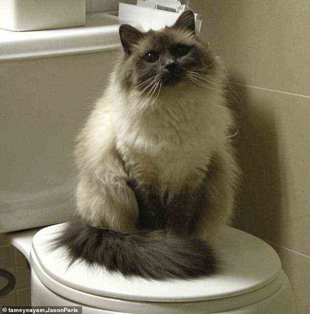 Obwohl diese Katze im Müll trainiert wurde, fand diese Katze heraus, wofür die Toilette war, und schließlich fand sein Mensch ihn, wie er 
