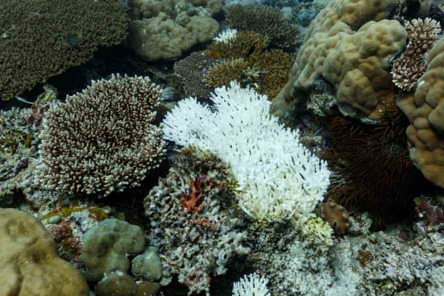 Nahaufnahme von gebleichten Korallenflecken.