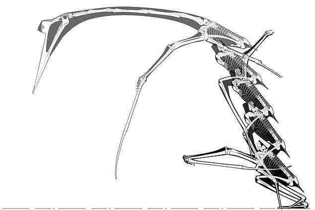 A step-by-step reconstruction of a proposed Quetzalcoatlus launch sequence. The pterosaur crouches, leaps and then starts to flap its wings