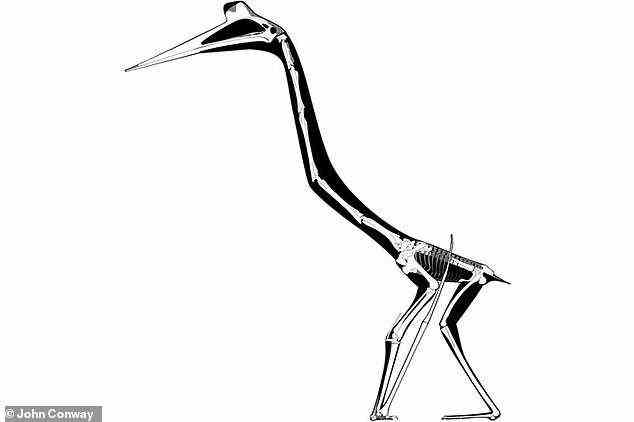 A sketch of the bones of Quetzalcoatlus northropi. When walking, the animal had a unique gait unlike any other, and distinctly different from that of the vampire bat