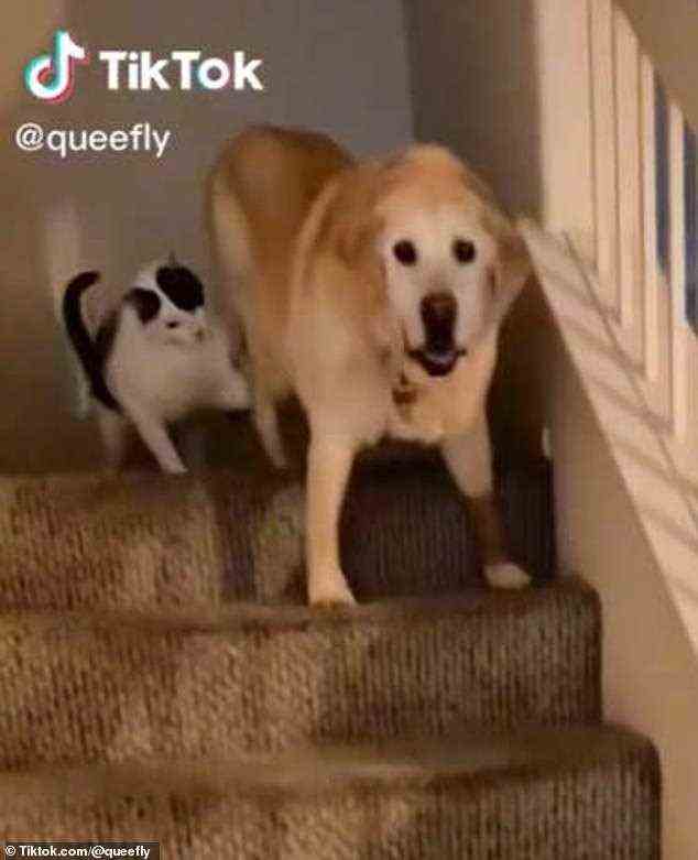 In dem Clip war der 15-jährige Labrador Retriever von TikToker, Bailey, zu sehen, wie er sich abmühte, die Treppe hinunterzukommen.  Plötzlich kam ihre Katze Snickers hinter sie und fing an, ihr Bein zu scharren