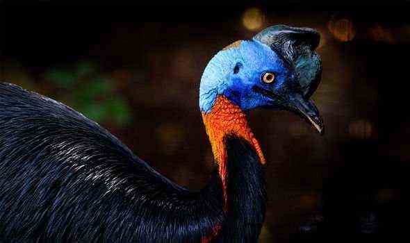 Tierreich: Seine drei Arten rangieren unter den Top 3 der zehn größten Vögel der Welt