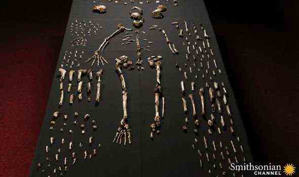 Uralte Menschen: Homo naledi war viel kleiner als Homo sapiens