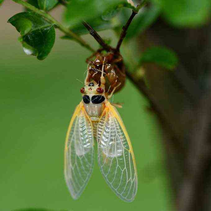 Neue erwachsene Zikade mit blassen Flügeln