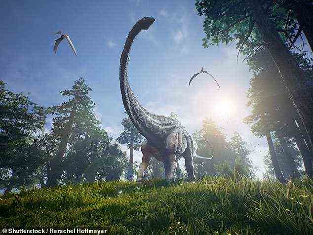 Arten wie Diplodocus (abgebildet) und Brontosaurus vermieden wahrscheinlich Gefriertemperaturen, sagten die Forscher, was bedeutet, dass sie wie moderne Reptilien „kaltblütig“ hätten sein können