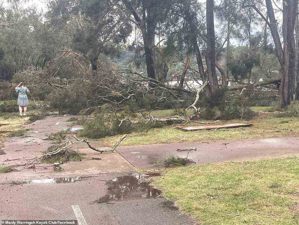Bäume bedecken einen Fußweg an den Nordstränden, nachdem ein wilder Sturm Massenverwüstung angerichtet hat