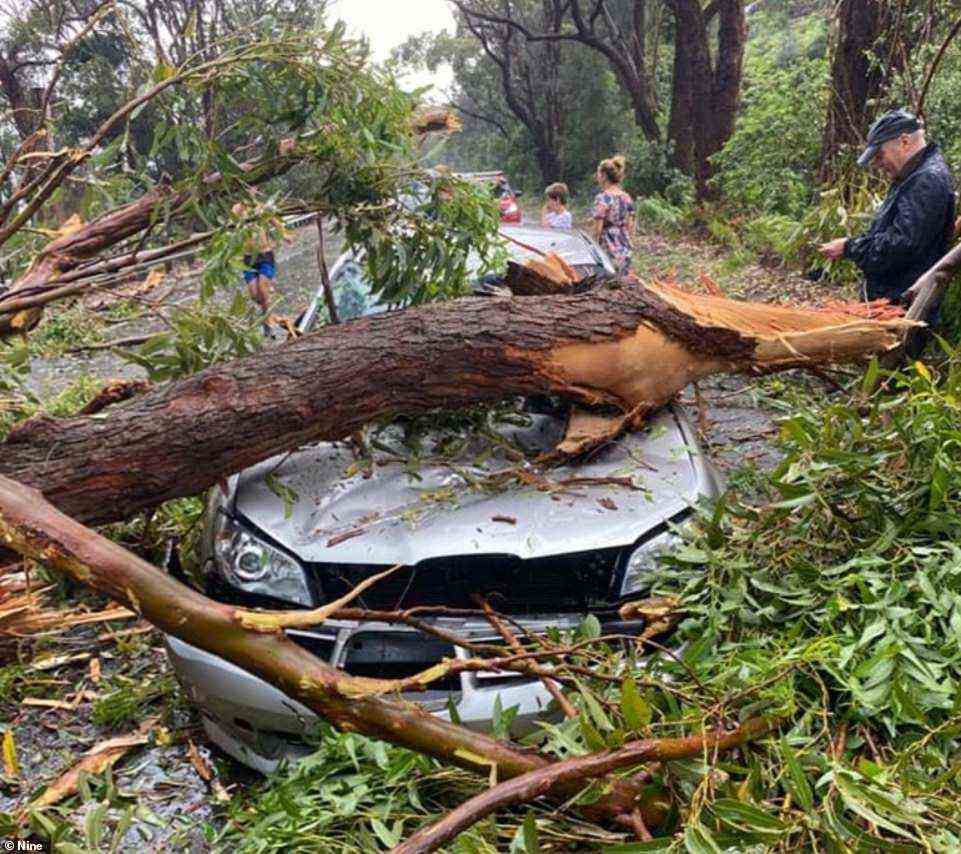 Several cars were crushed by falling trees with one Northern Beaches resident hearing screaming coming from a vehicle