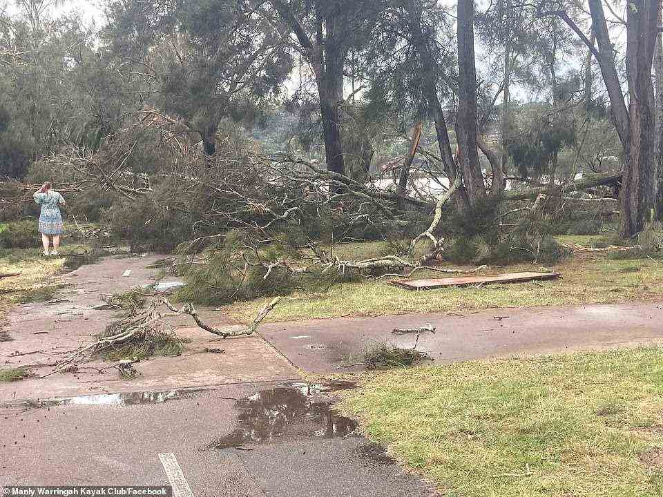 Trees cover a footpath on the Northern Beaches after a wild storm caused mass devestation
