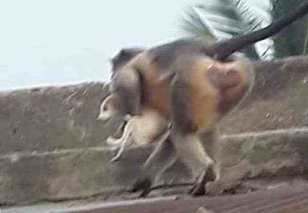 Wütende Affen haben in einem indischen Distrikt 250 Hunde getötet, indem sie sie auf Gebäude und Bäume gezerrt und fallen gelassen haben.  Im Bild: Filmmaterial, das angeblich einen Affen zeigt, der einen Welpen auf einem Dach in Indien trägt, Dorf Lavul