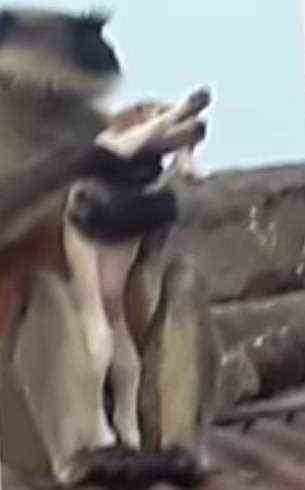 Bilder in lokalen Medien zeigen einen Affen auf einem Dach, der einen Hund hält
