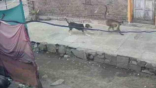 Im Bild: Ein Standbild aus dem Video, das einen Hund zeigt, der einen Affen durch das Dorf Lavul jagt