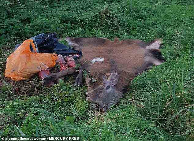 Pictured, Roadkill deer. Sarah will often use dead animals for their skin, and doesn't see any harm in doing this as it is already dead