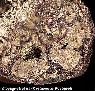 V. greeni lived some 125 million years ago during the Early Cretaceous — 50 million years before Velociraptors evolved — at which time the Isle of Wight was a forest. Pictured: a cross-section of the Vectiraptor's bones in close-up