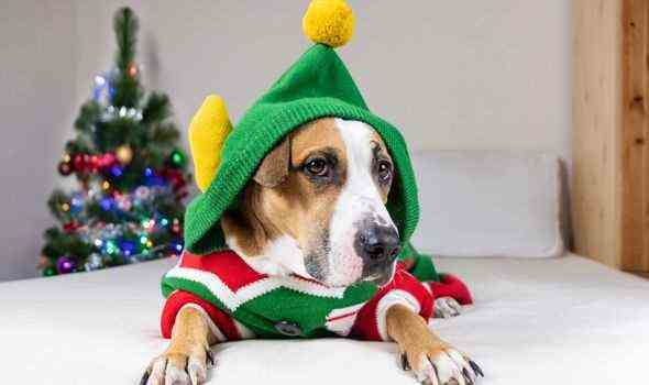 Hund im Weihnachtspullover