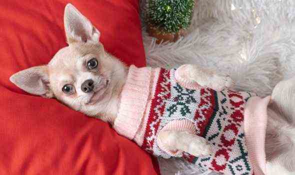 Ein Hund im Weihnachtspullover