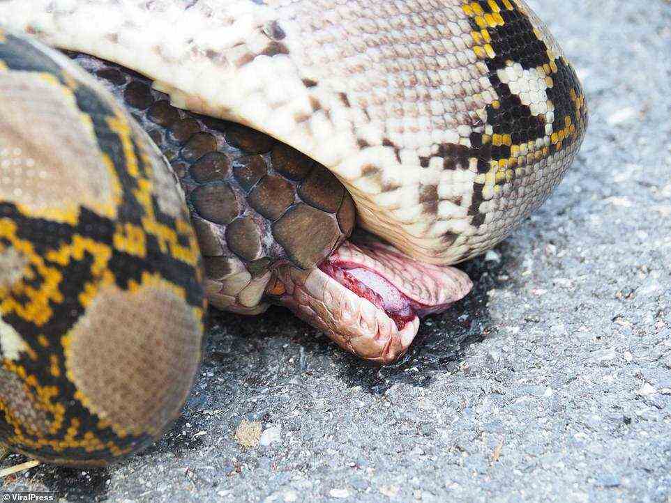 Die Python gewann zunächst die Oberhand, indem sie sich um den Körper der schwarzen Königskobra wickelte und versuchte, sie zu Tode zu quetschen