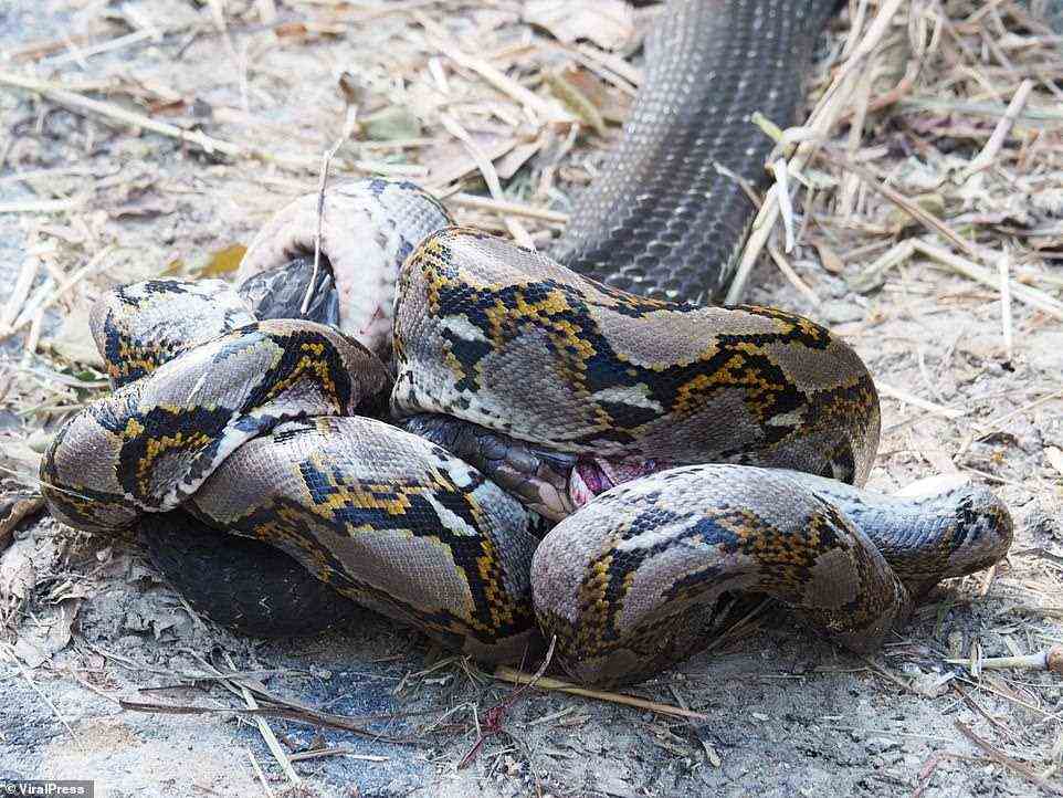 Für eine Weile schien der Kampf der Kobra vergebens zu sein, als die beiden großen Schlangen ineinander verschlungen waren