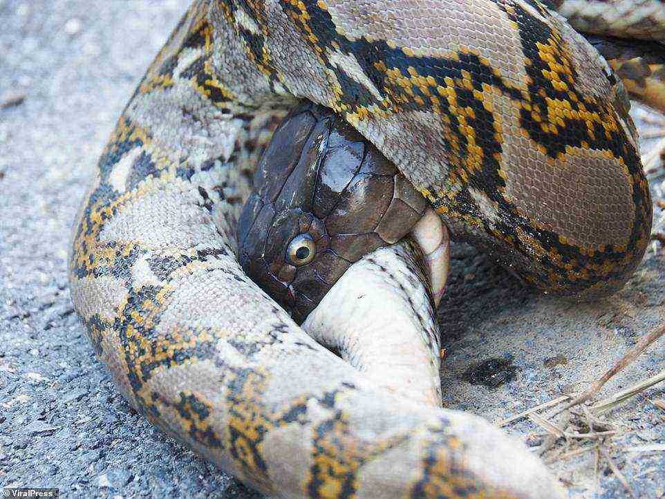 Mit dem intensiven Griff der Python an der Kobra hatte die kleinere Schlange keine andere Wahl, als zu warten, bis ihr Gift wirkte