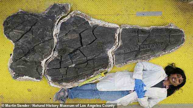Es war im September 2011, dass Paläontologen aus den Felsen der Augusta Mountains in Nevada einen gut erhaltenen (und 6,6 Fuß langen) fossilen Schädel (abgebildet, mit NHM Dinosaur Institute Volontär Viji Shook für Maßstab), Vorderbeine und Brustknochen ausgruben des Ichthyosauriers