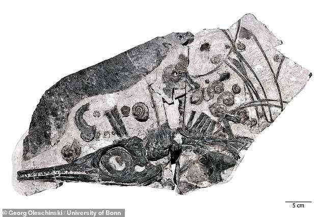Analysen legten nahe, dass die Gewässer von Nevada einst für die Entwicklung eines solchen Gigantismus geeignet waren – reich an aalähnlichen Conodonten und Ammoniten (Verwandten von Tintenfischen und Tintenfischen) – und möglicherweise auch einen noch größeren Ichthyosaurier unterstützt haben.  Im Bild: ein Ichthyosaurier-Fossil, umgeben von den Schalen von Ammoniten, der Nahrungsquelle, die möglicherweise ihren Gigantismus angeheizt hat