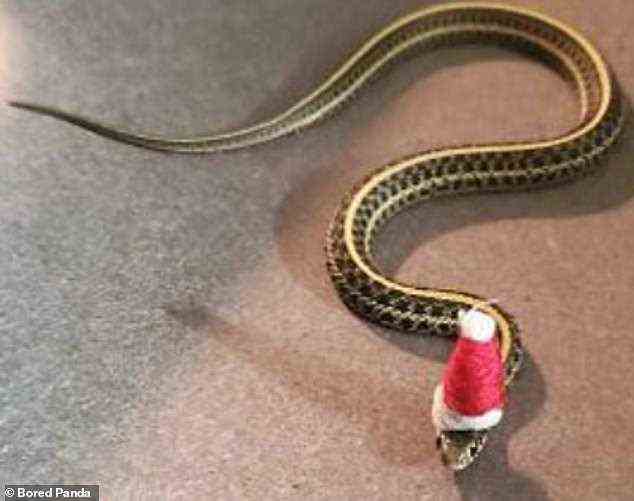 Fühlen Sie sich fesssstiv?  Ein Tierliebhaber hat vor den Feiertagen ein Bild seiner Schlange mit einer kleinen Weihnachtsmütze geteilt
