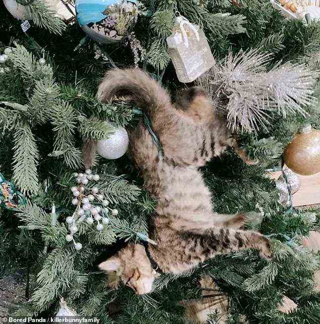 Eine arme kleine Katze hat sich in den Girlanden des Weihnachtsbaums ihres Besitzers verfangen.  Aber er blieb cool