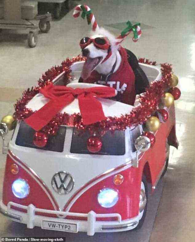 Ah, ein Diensthund im Krankenhaus zu sein, der in einem mit Girlanden geschmückten Volkswagen Spielzeugauto durch eine Station fährt, eine Sonnenbrille und einen Zuckerstangenhut trägt