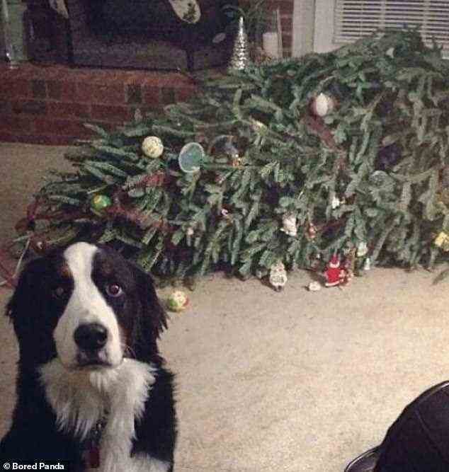Nicht nur Katzen haben einen persönlichen Rachefeldzug gegen Weihnachtsbäume, wie dieser freche Hund bewiesen hat