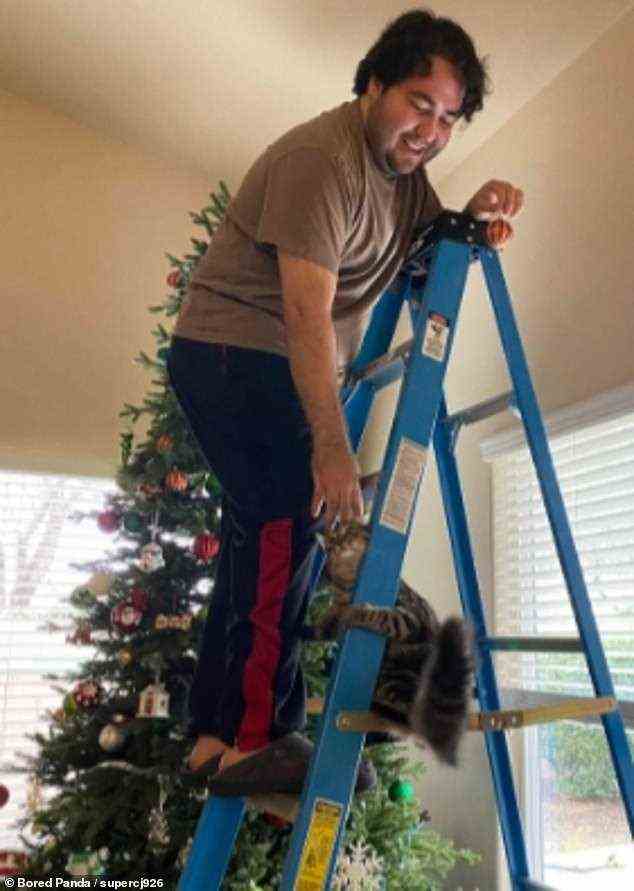 In Kalifornien stellte eine Katze, die ihrem Besitzer beim Dekorieren helfen wollte, auf halbem Weg auf der Leiter fest, dass er Höhenangst hatte