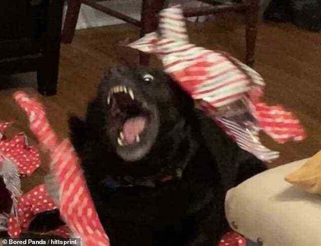 In North Carolina hat sich dieser schwarze Hund ein wenig hinreißen lassen, als er am Weihnachtstag Geschenke öffnete
