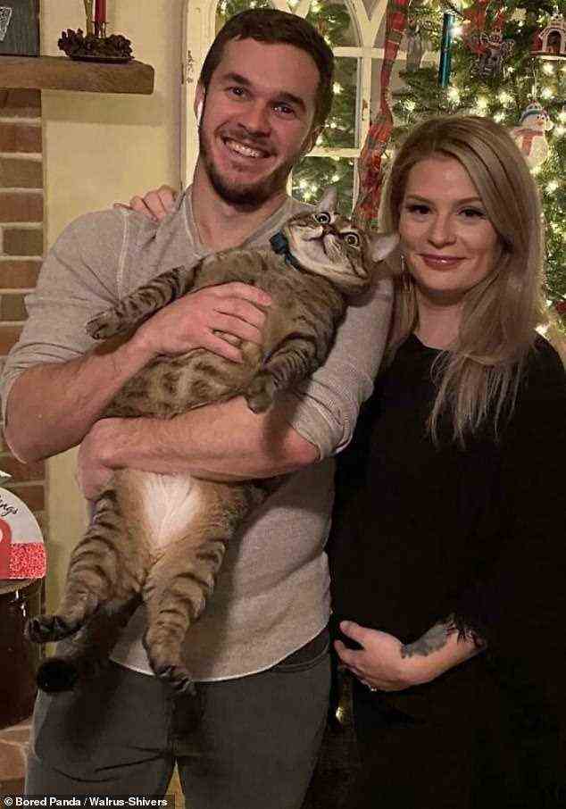 Alles, was dieses Paar aus Vegas wollte, war ein schönes Familienfoto zu Weihnachten, aber ihre Katze war nicht kamerabereit