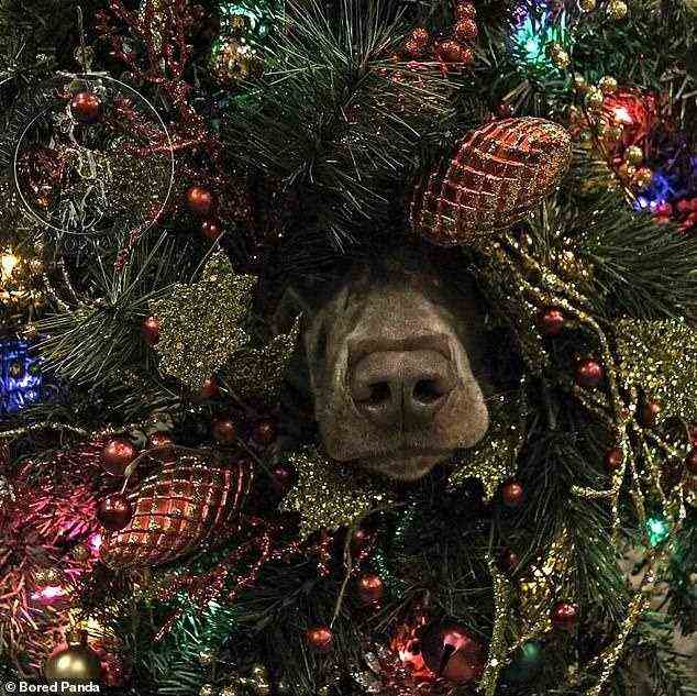 Sie täuschen niemanden!  Dieser freche Hund wurde beim Verstecken im Weihnachtsbaum gerumpelt