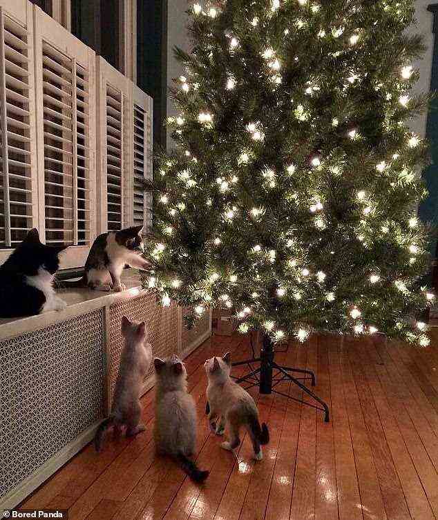 Ein pelziger, listiger Plan!  Diese Katzen haben sich zusammengetan, um zu versuchen, den Weihnachtsbaum zu fällen