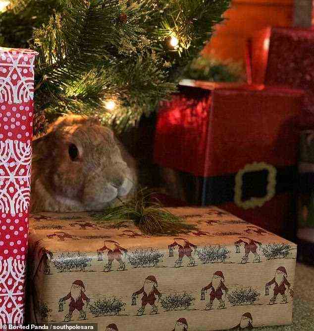Ein winziger Hase, der dachte, dass niemand zusah, wurde dabei erwischt, wie er an einem Zweig des Weihnachtsbaums knabberte